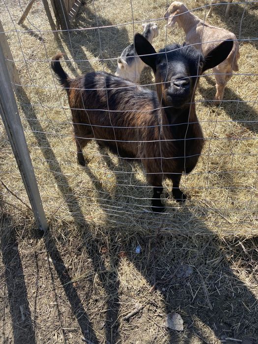 Capra alpina francez