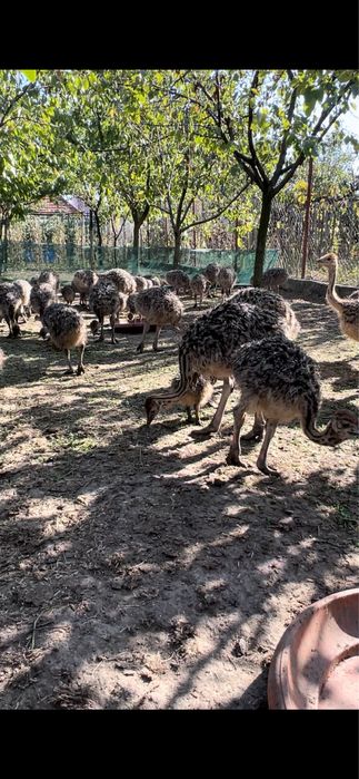 Vând Pui De Struț/ comenzi pui pentru anul 2026