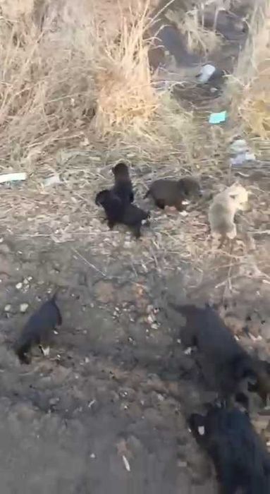 Щенкам нужен дом! Срочно!