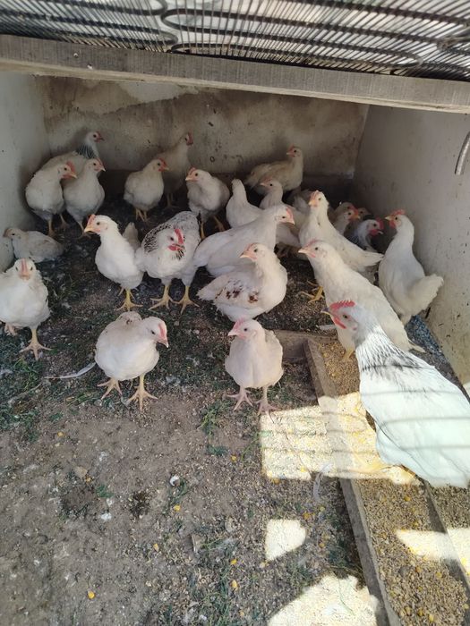 Продам петушки разных пород