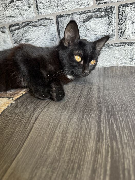 Котенок в добрые руки