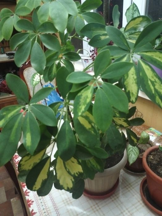 Комнатное растение Диффенбахия