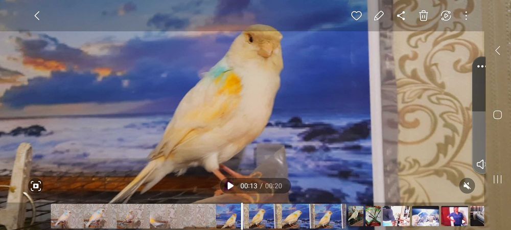 Канарейка самка красный мозаик.