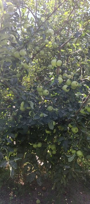 Олма сотилади голдин