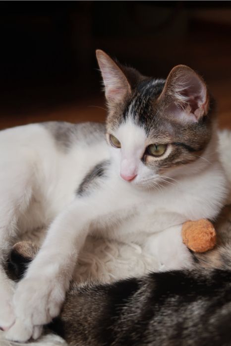 Котенок 3 месяца