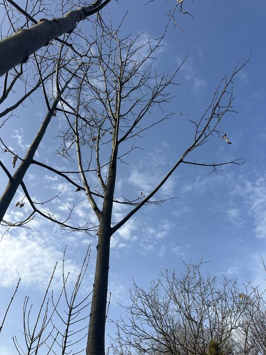 Copaci Tei Platan Mesteacan catalpa