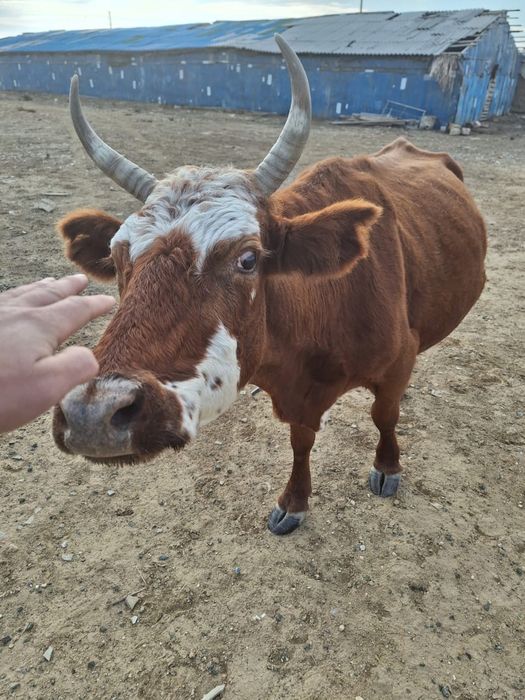 Сиыр корова буаз сатылады