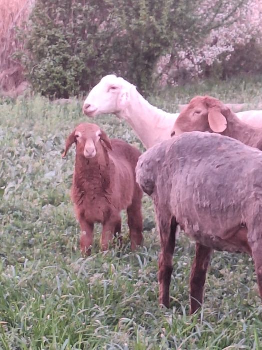 Ona bola  quy sotiladi