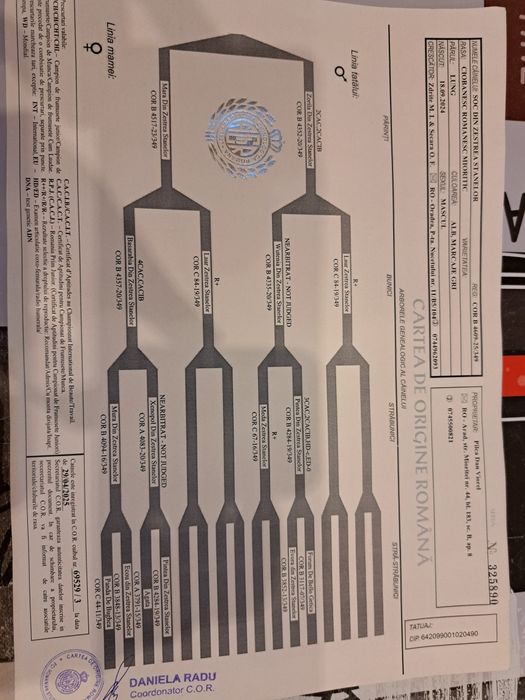 Ciobănesc Mioritic mascul și femela