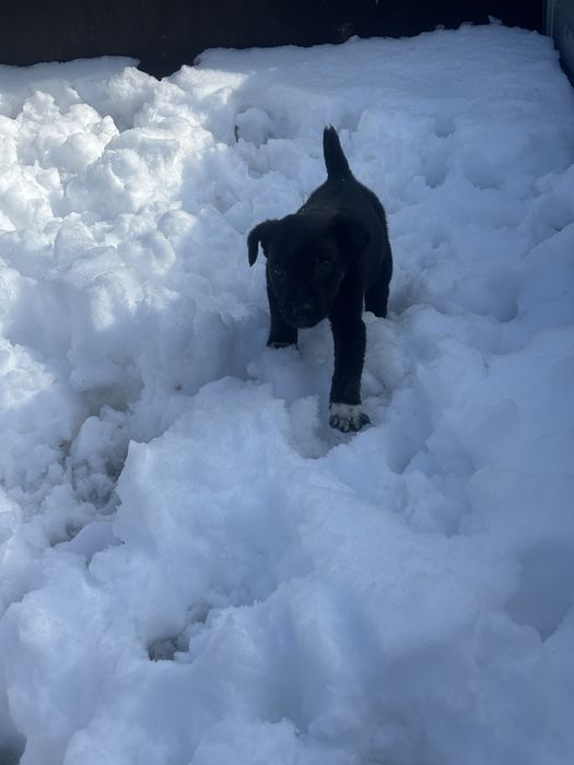 Продам щенка ягтерьера