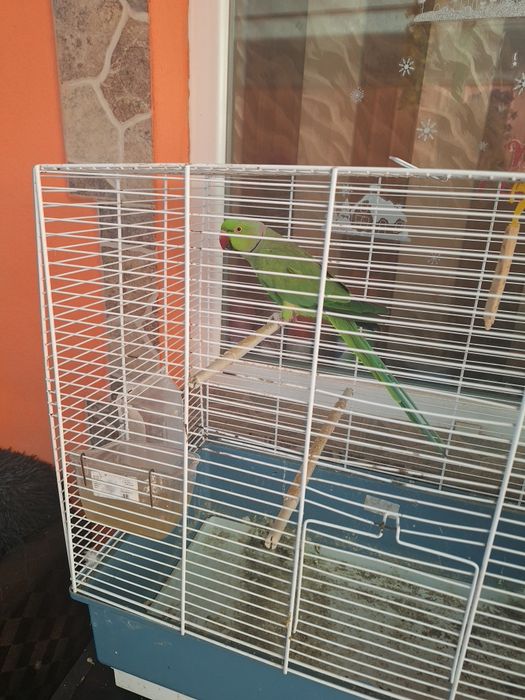 Mascul micul alexandru de vânzare