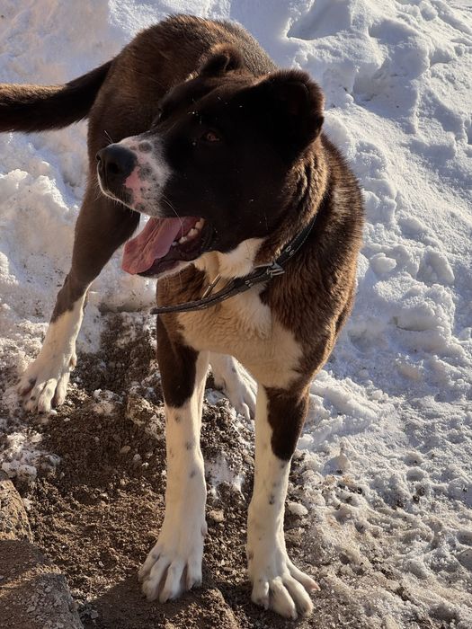 Собака тобет, добрая