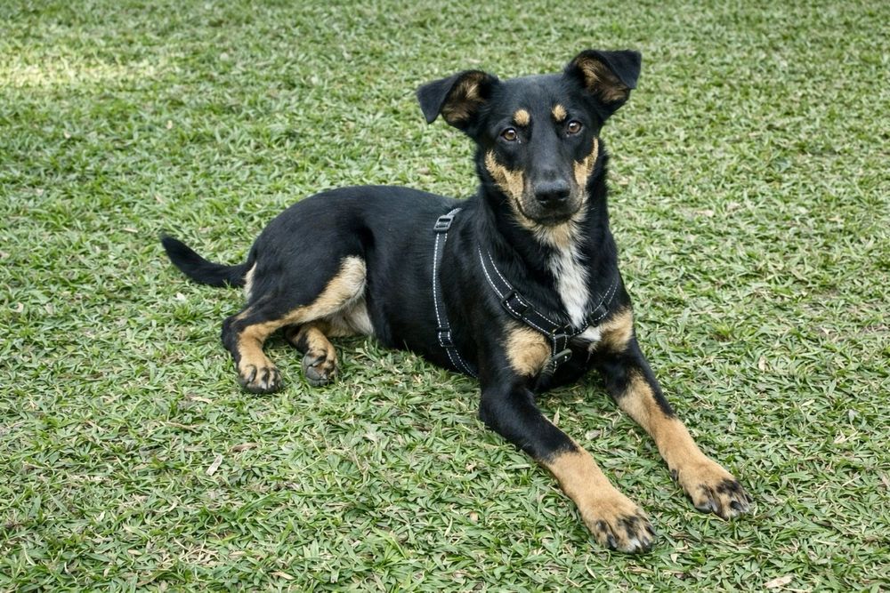 Собака Найла — маленькое счастье в дом