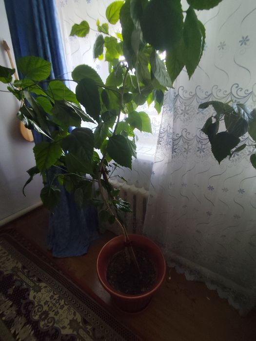 Уй гулдери сатылады