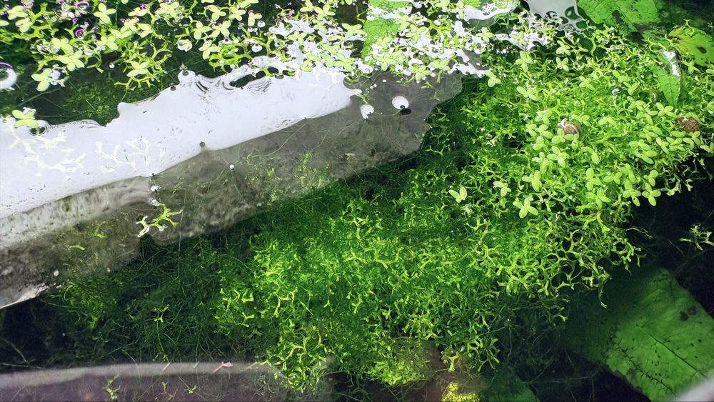 Moss plante de acvariu