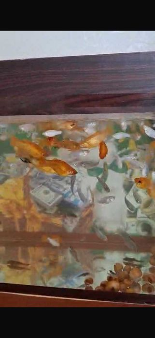 Аквариумные рыбки