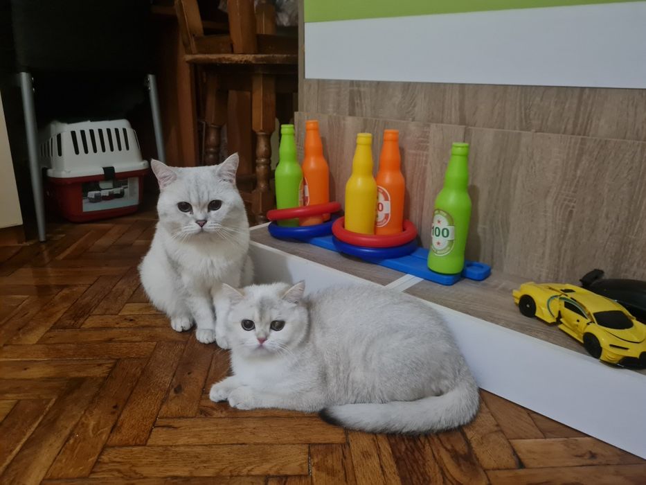 Късокосмести британчета