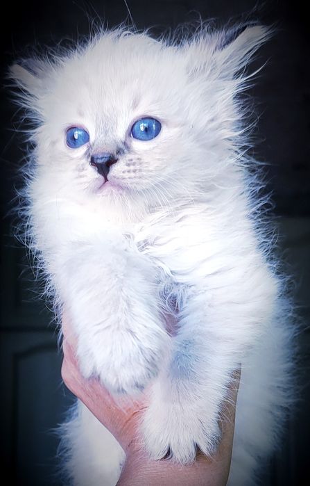 Сибирски котенца Невска маскарадна
