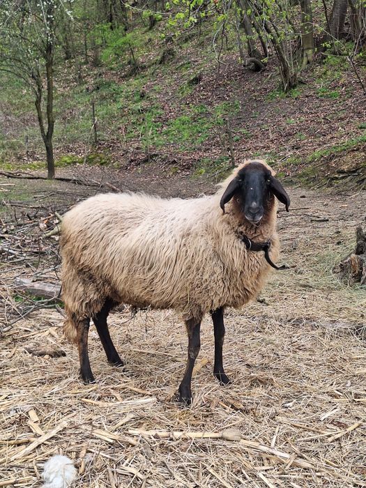 Oaie Carabaşă sarbeasca