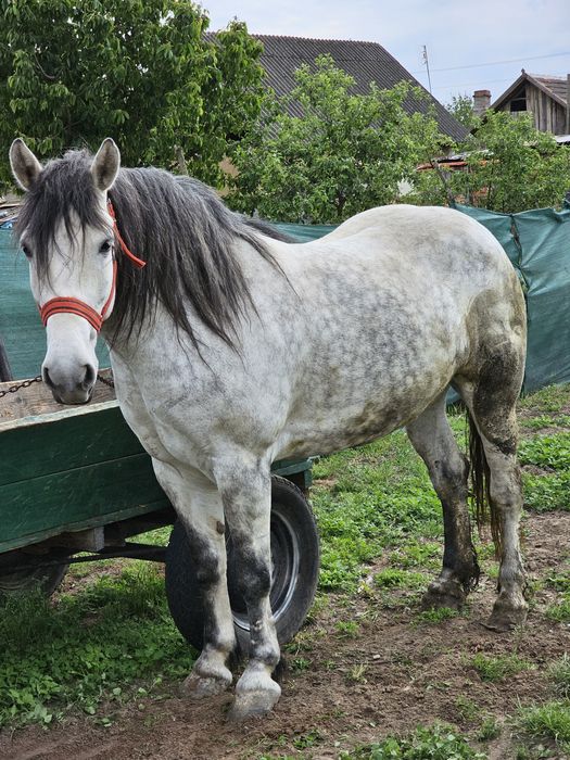 Iapă 5 ani – foarte cuminte, bună la căruță