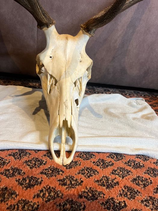 Trofeu Cerb Carpatin – Craniu cu Coarne