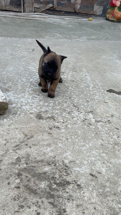 Ciobanesc Beligian Malinois