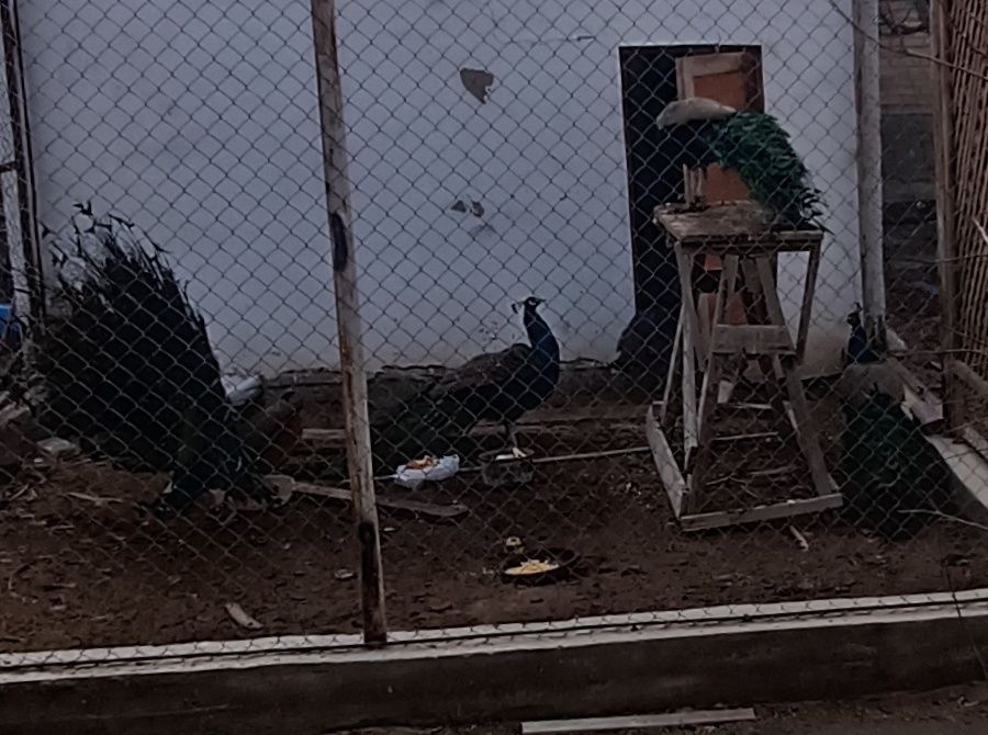 Павлины Индийские