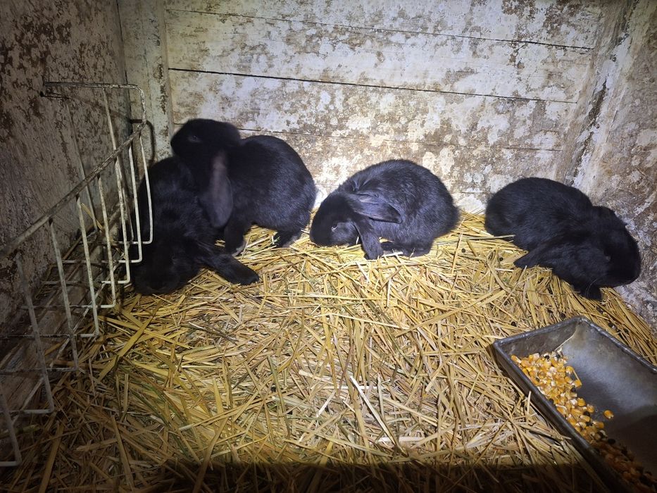 Vand iepuri BG de 1 luna