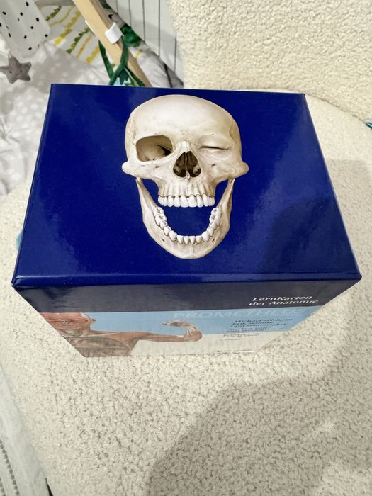 LernKarten der Anatomie / Учебни карти по анатомия