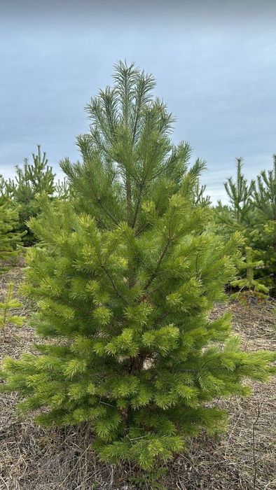 Ель голубая Тополь газон сосна