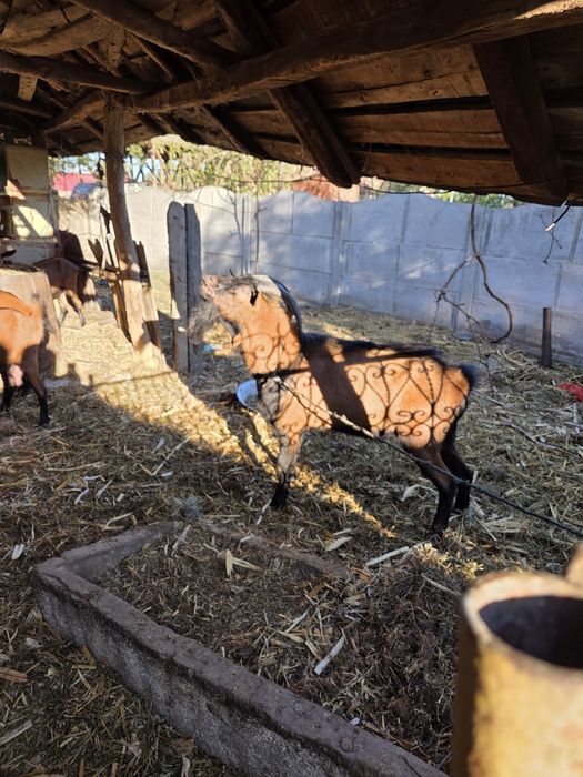 Vând Țap alpin francez
