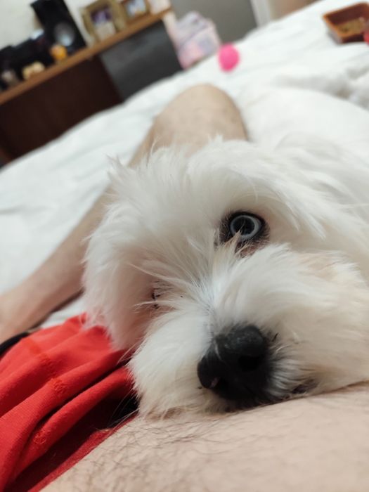 Bichon Maltez ochii albastri