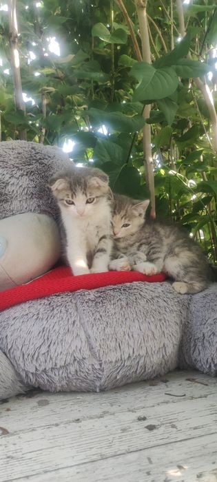 Отдам котят в добрые руки