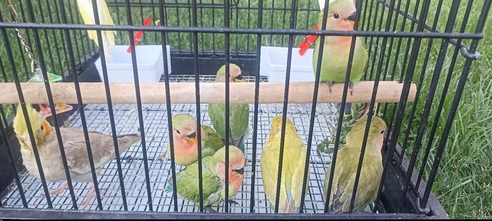 Папагали неразделки и корели