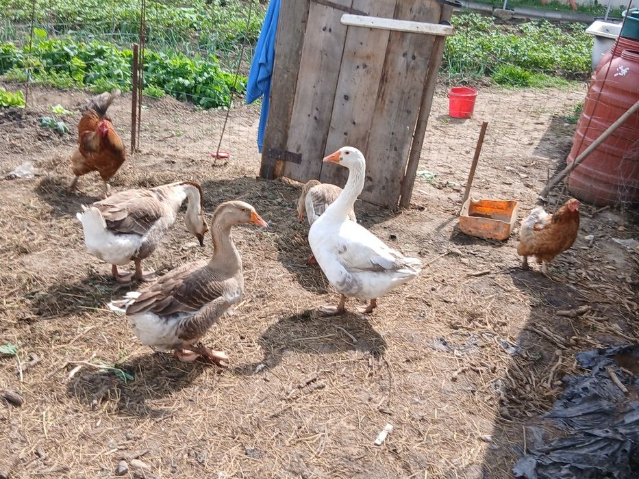 Vând  gâște tolouse:5 gâște ,2 gâscani și 3 boboci(Toți de la aceeasi gâsca closca).Sunt tinere frumoase și sănătoase!
