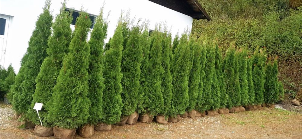 Tuia la cele mai bune preturi