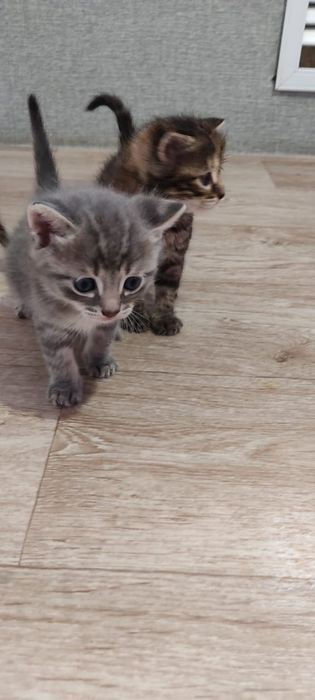 Продам котят. Две девочки и два мальчика