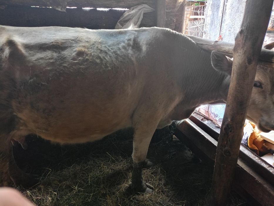 Продам первотелок дойных