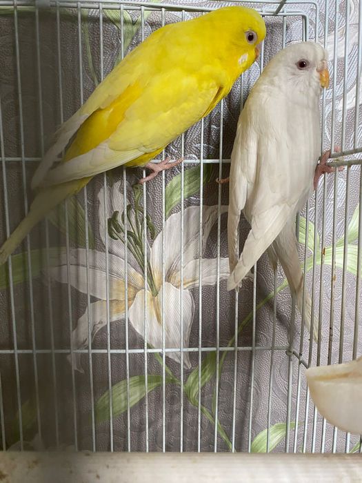 Волнистых птички  продаётся