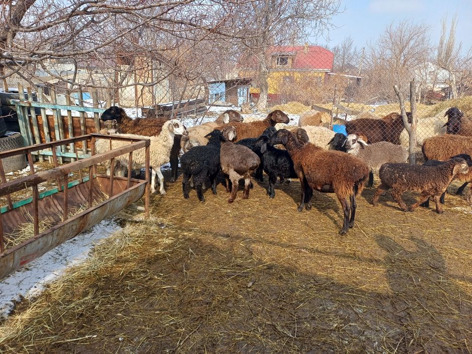 Семіз қозылар сатылады