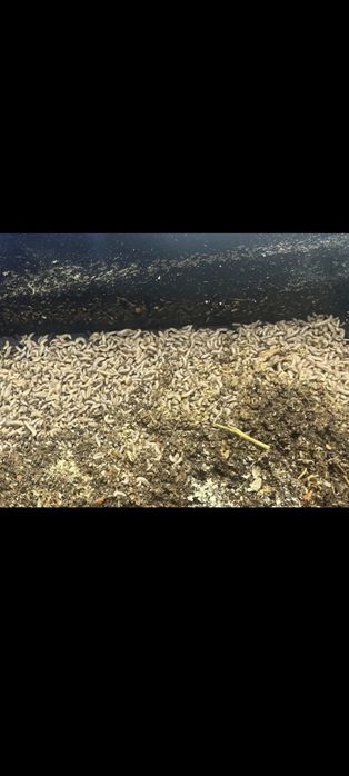 Черная львинка для сельского