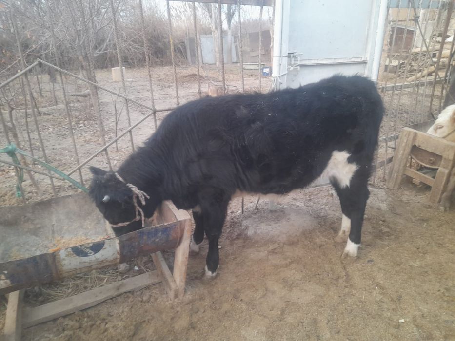 Семіз бағулы тұрған баспақ