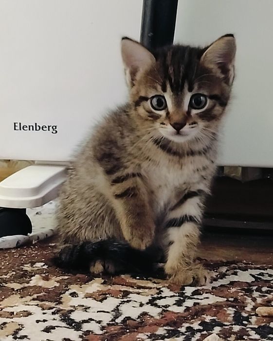 Котята ищут добрые руки