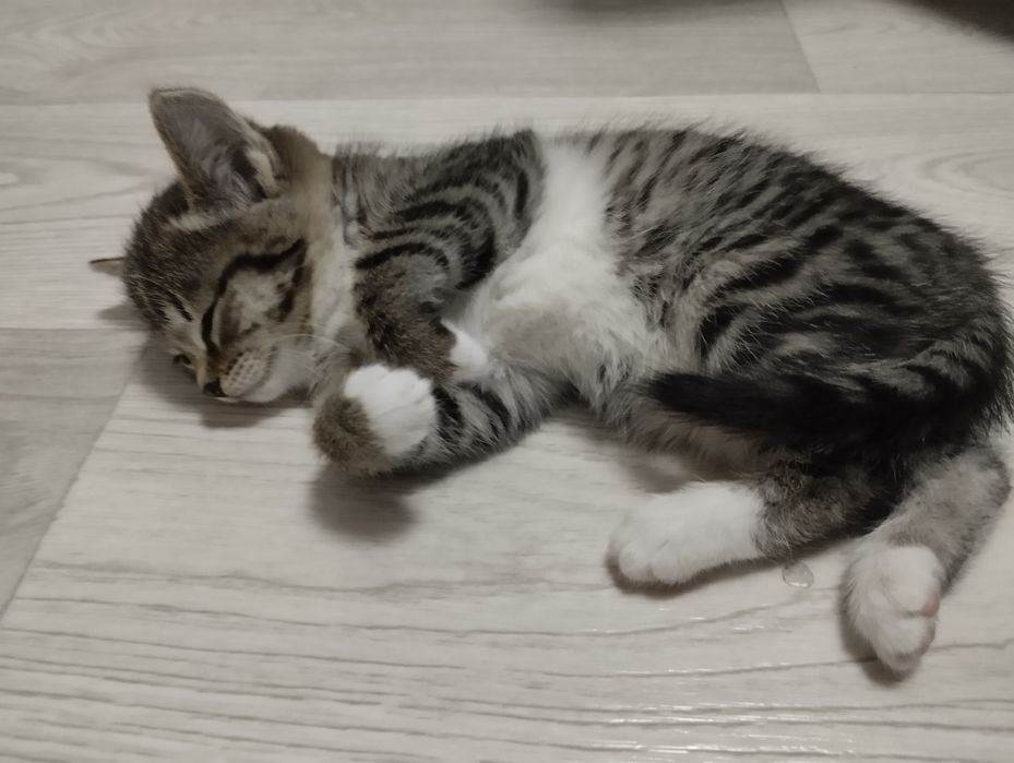 Отдам красивого котенка