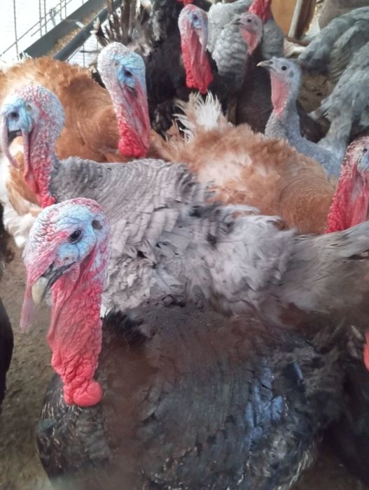 Пуяци селски продава