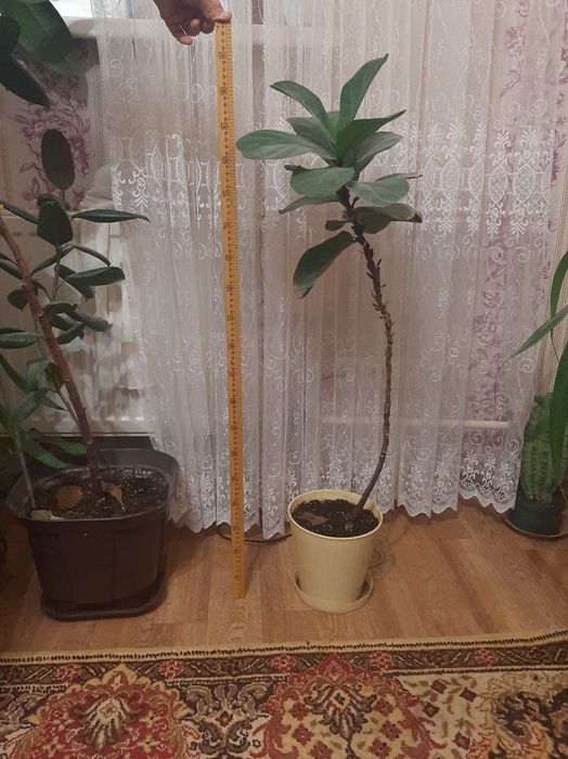 Продается комнатные  растения