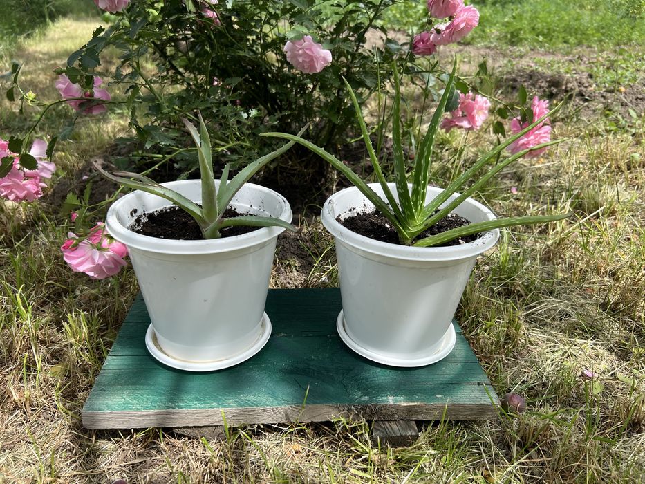 Алоэ вера четырехлетние