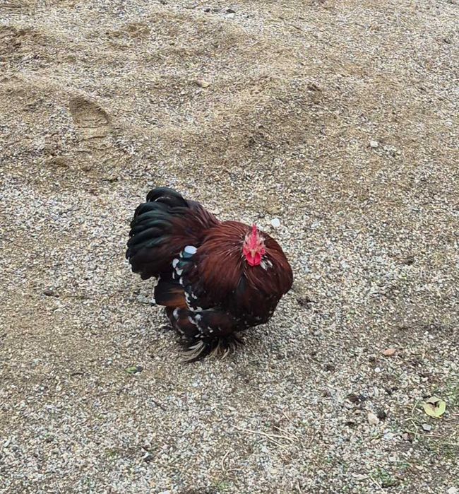 Gainușe cochinchina pitic porțelan !