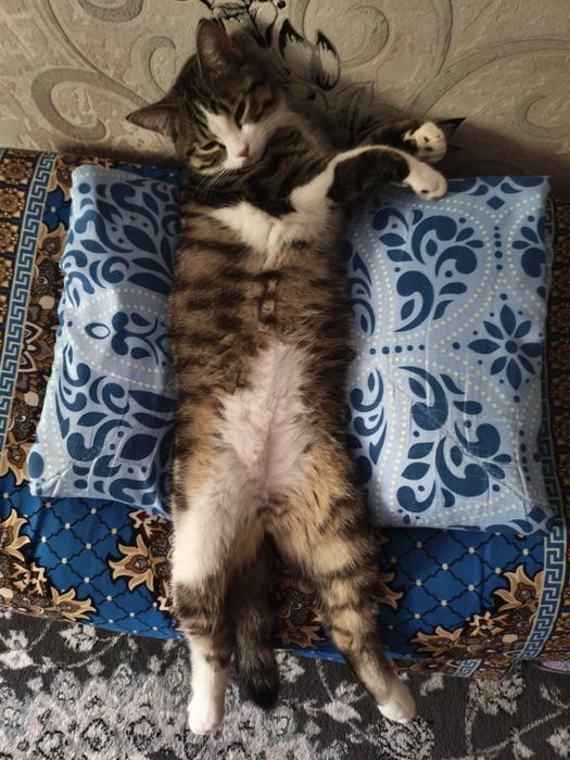 Отдаем котика в добрые руки