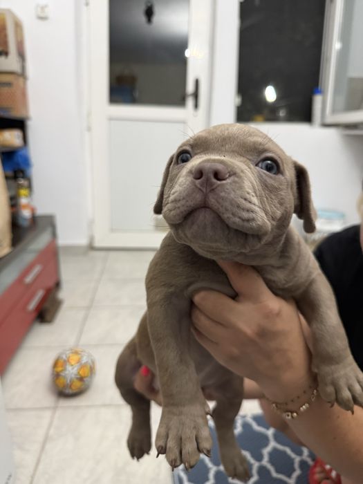 Pui American Bully